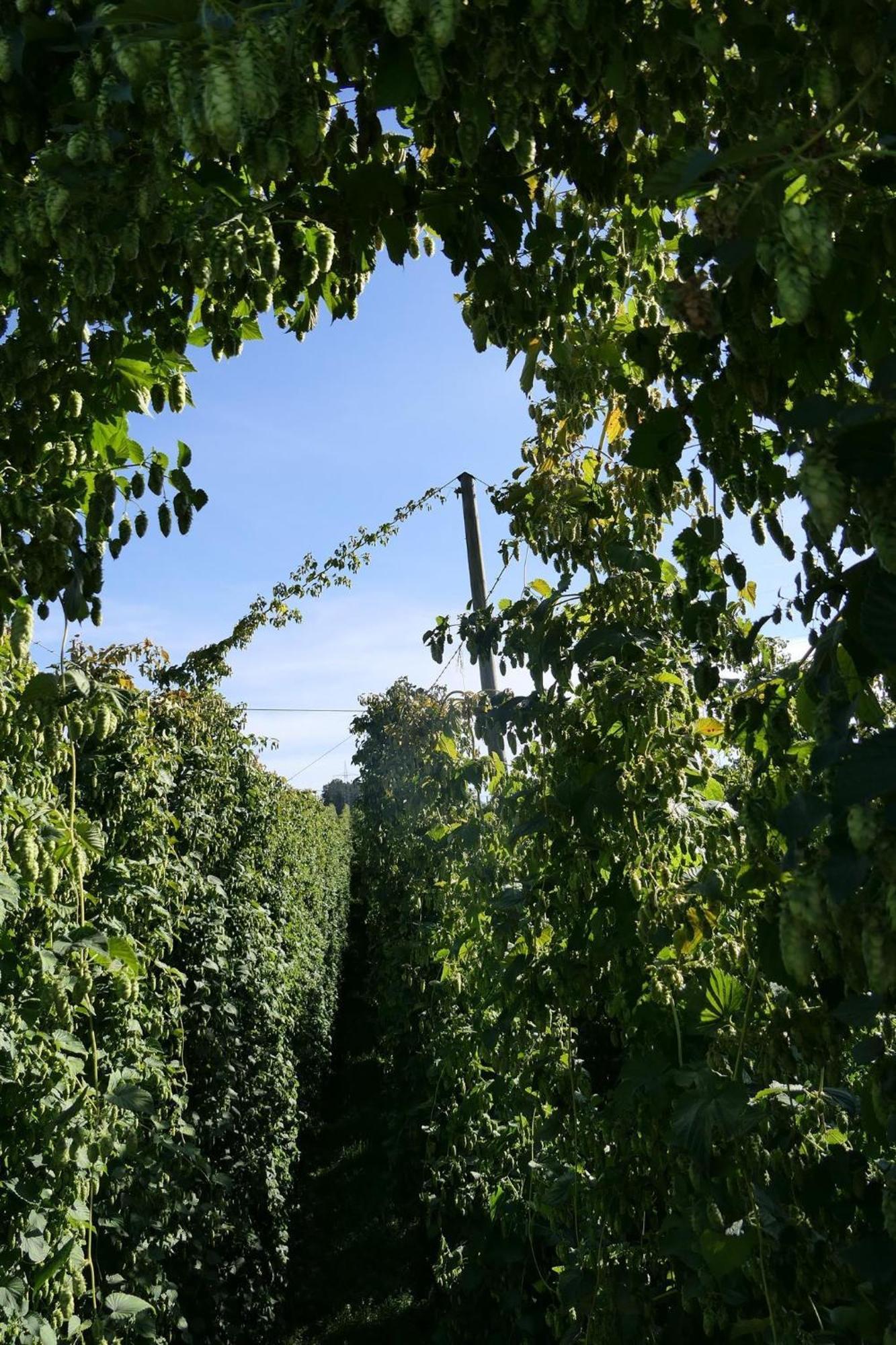 Ferienhof Hopfgaertle Mueller Bodnegg Dış mekan fotoğraf